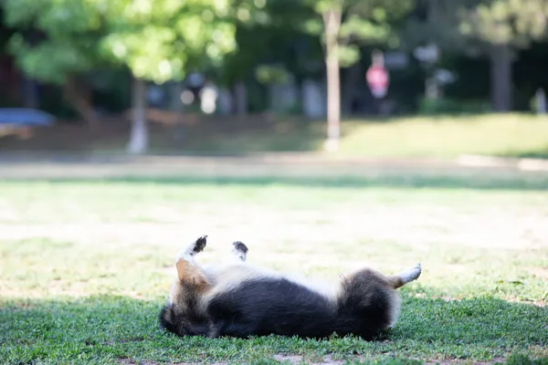 Corgi Cão Mentir Sobre Grama Parque — Fotografia de Stock