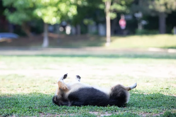 Corgi Hond Liggen Het Gras Het Park — Stockfoto