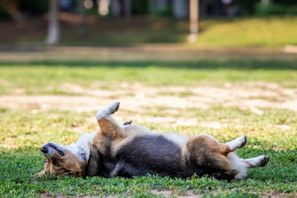 Corgi Hund Liegt Auf Dem Gras Park — Stockfoto