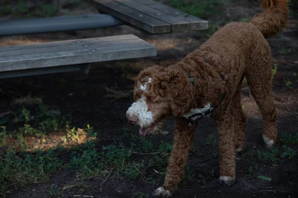 Reinrassiger Goldkritzelhund Spielt Sommer Park — Stockfoto