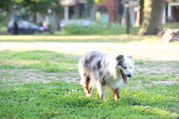 Junger Hund Genießt Sommertag Park — Stockfoto