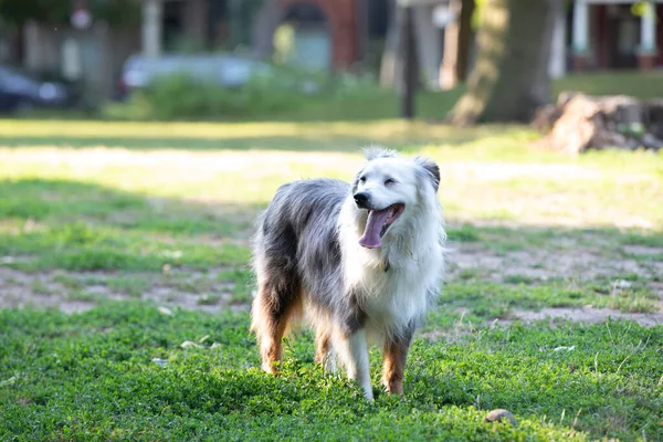 Młody Pies Cieszący Się Letnim Dniem Parku — Zdjęcie stockowe