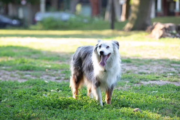 Νεαρό Σκυλί Απολαμβάνει Μια Καλοκαιρινή Μέρα Στο Πάρκο — Φωτογραφία Αρχείου
