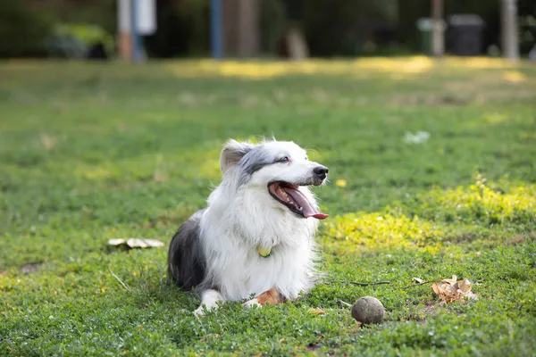 Hund Njuter Sommardag Parken — Stockfoto