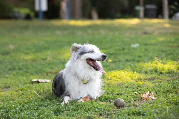 Собака Наслаждается Летним Днем Парке — стоковое фото
