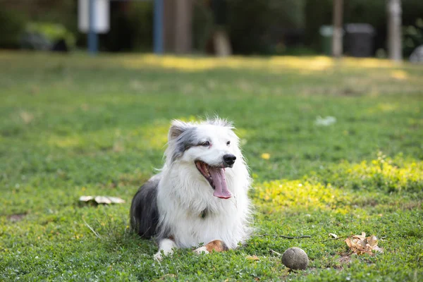 Hund Genießt Sommertag Park — Stockfoto