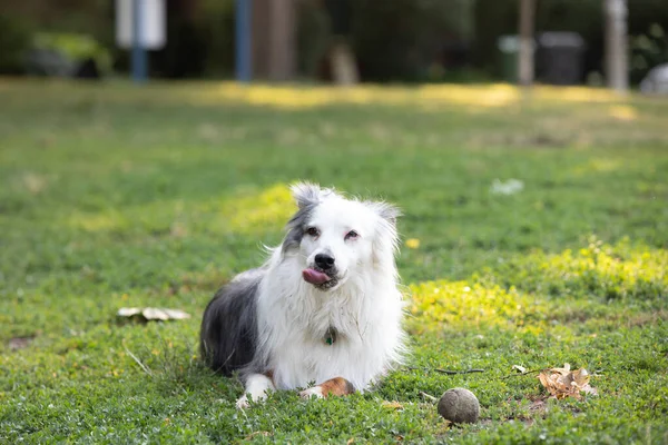 Dog enjoying a summer day at the park