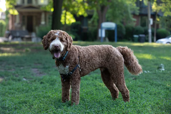 Purebri Cane Goldendoodle Giocare Nel Parco Estate — Foto Stock