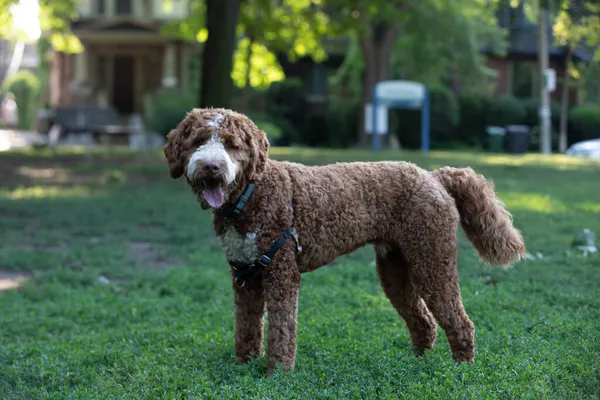 Reinrassiger Goldkritzelhund Spielt Sommer Park — Stockfoto