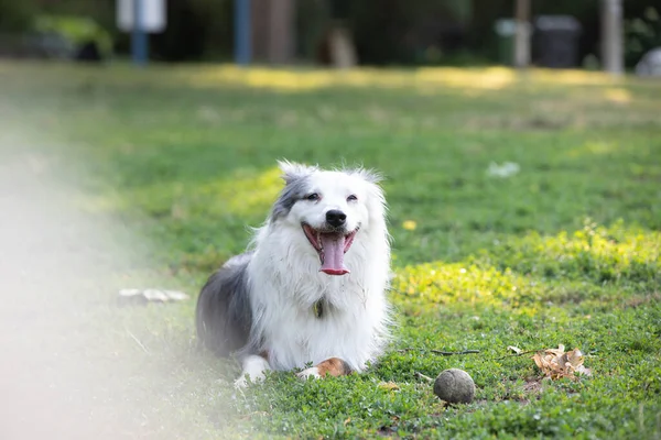 Perro Disfrutando Día Verano Parque — Foto de Stock