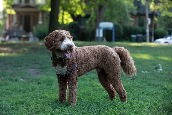 Чистокровная Золотая Собака Играющая Парке Летом — стоковое фото