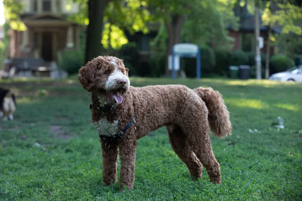 Reinrassiger Goldkritzelhund Spielt Sommer Park — Stockfoto