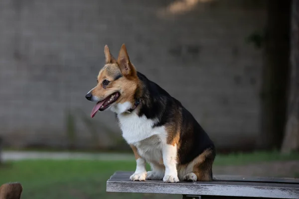 Чистая Корги Собака Сидит Деревянной Скамейке Парке — стоковое фото