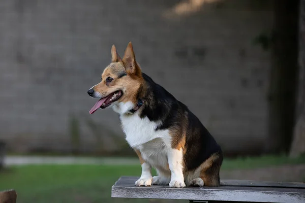 Чистая Корги Собака Сидит Деревянной Скамейке Парке — стоковое фото