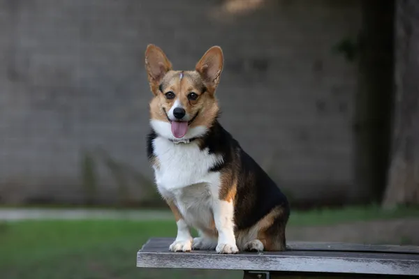纯正的科吉犬坐在公园的木制长椅上 — 图库照片