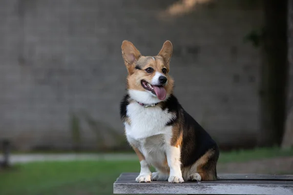 纯正的科吉犬坐在公园的木制长椅上 — 图库照片