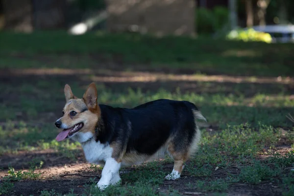 Чистая Корги Собака Играет Парке Летом — стоковое фото