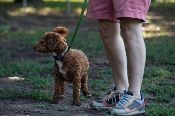 Goldendoodle Cane Affitto Con Proprietario Nel Parco — Foto Stock