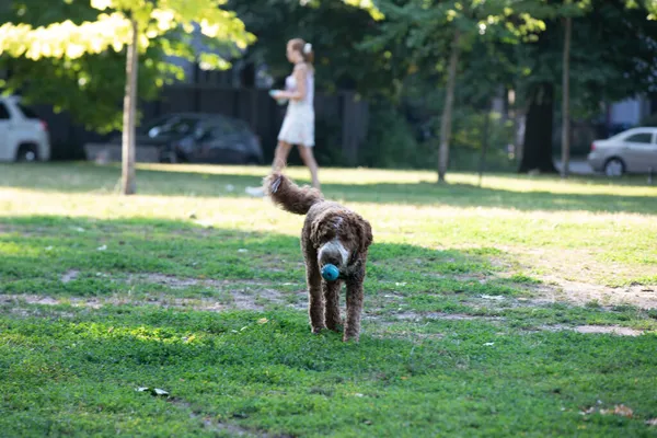 Goldendoodle Dog Playing Park Summer — Stock Photo, Image