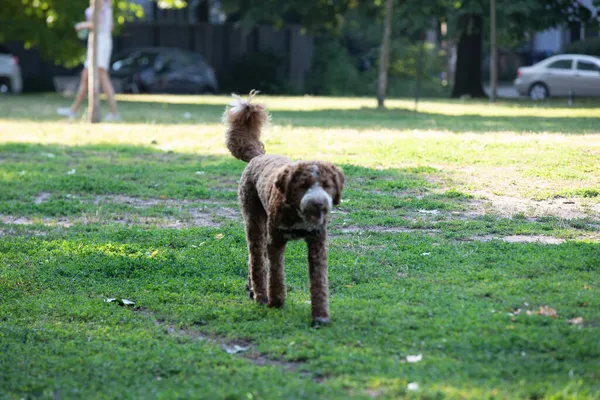 Goldendoodle Cane Che Gioca Nel Parco Estate — Foto Stock