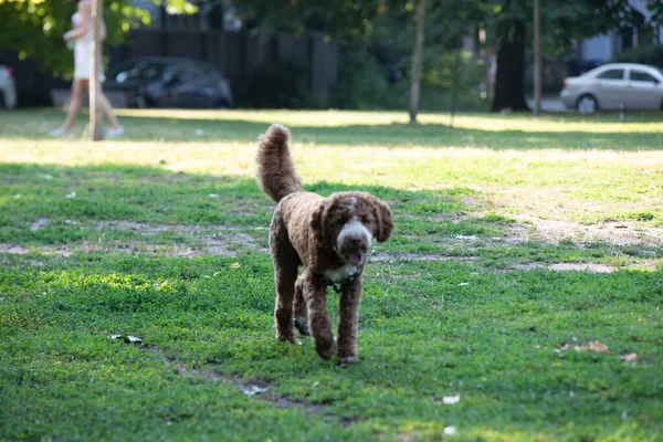 Goldendoodle Hund Leker Parken Sommaren — Stockfoto
