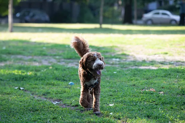 Cão Goldendoodle Brincando Parque Verão — Fotografia de Stock