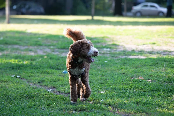 Goldendoodle Perro Jugando Parque Verano —  Fotos de Stock