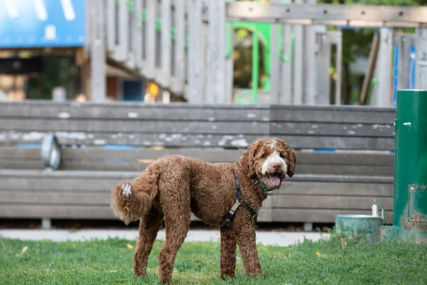 Goldendoodle Cane Che Gioca Nel Parco Estate — Foto Stock