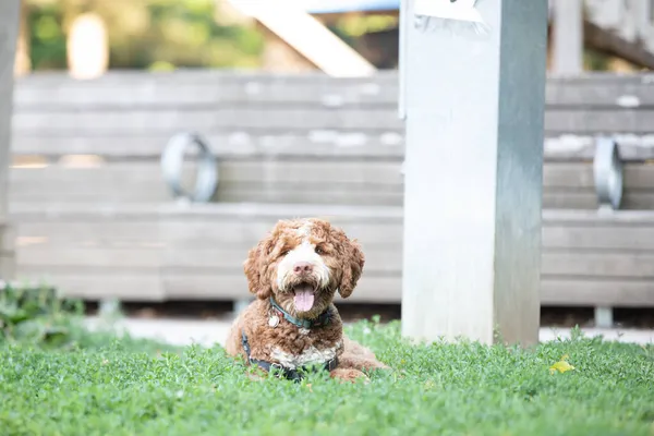 Ritratto Piccolo Cane Goldendoodle Sdraiato Sull Erba — Foto Stock