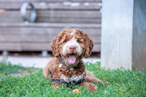 Πορτρέτο Του Μικρού Goldendoodle Σκυλί Βρίσκεται Στο Γρασίδι — Φωτογραφία Αρχείου