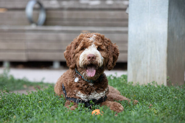 портрет маленькой золотой собачки лежит на траве