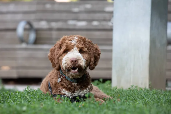 Portret Van Kleine Goldendoodle Hond Liggen Het Gras — Stockfoto