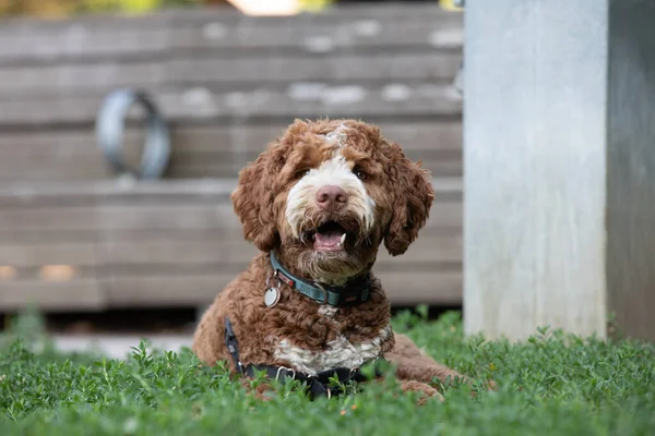 Πορτρέτο Του Μικρού Goldendoodle Σκυλί Βρίσκεται Στο Γρασίδι — Φωτογραφία Αρχείου