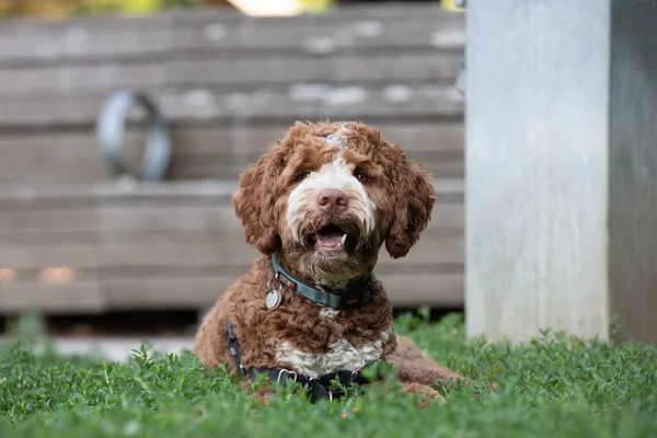 Trawie Leży Portret Małego Psa Złotoustego — Zdjęcie stockowe