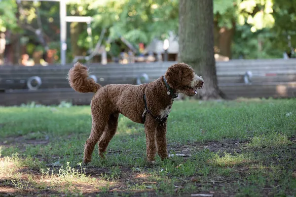 Goldendoodle Cane Che Gioca Nel Parco Estate — Foto Stock