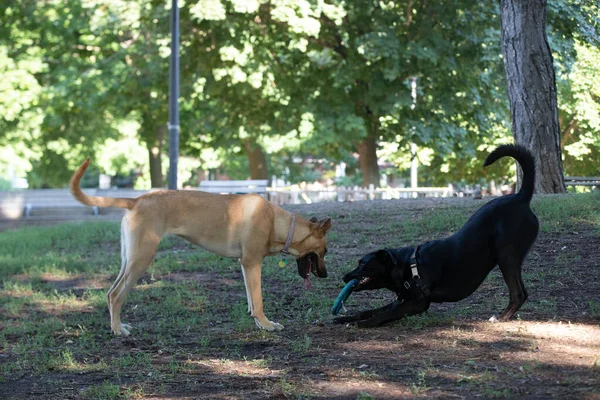Две Чистокровные Собаки Играют Свежем Воздухе Парке — стоковое фото