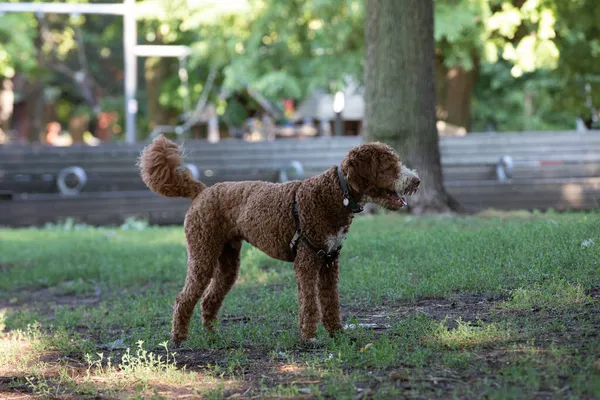 Goldendoodle Cane Che Gioca Nel Parco Estate — Foto Stock