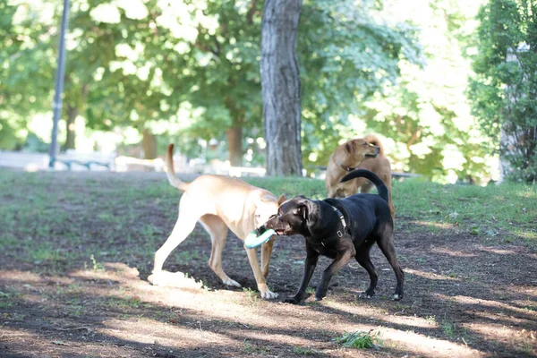 Две Чистокровные Собаки Играют Свежем Воздухе Парке — стоковое фото