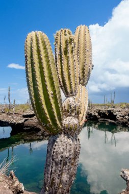 Las Tintoreras, Galapagos Adaları, Ekvador 'daki güzel sulu bitkiler ve bitkiler