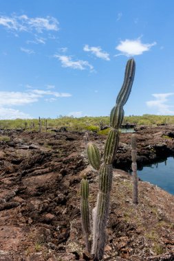 Las Tintoreras, körfez ve gizli plajlarla dolu küçük adalar zinciri. Galapagos Adaları, Ekvador