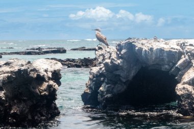 Las Tintoreras 'ın güzel manzarası. Koyla ve gizli plajlarla dolu küçük adalar zinciri. Galapagos Adaları, Ekvador