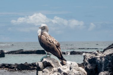 Las Tintoreras, Galapagos Adaları, Ekvador 'daki kayalık kıyılara tünemiş kuşların yakın görüntüsü