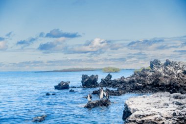 Las Tintoreras 'ın güzel manzarası. Koyla ve gizli plajlarla dolu küçük adalar zinciri. Galapagos Adaları, Ekvador