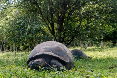 Galapagos Adaları, Ekvador - 15 Mart 2022: El Chato Galapagos Galapagos dev kaplumbağaların dolaştığı korunaklı bir yerdir..