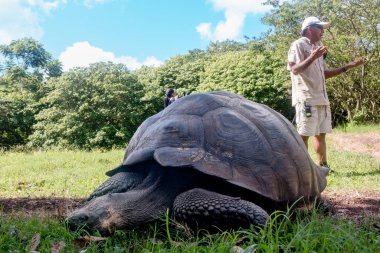 Galapagos Adaları, Ekvador - 15 Mart 2022: El Chato Galapagos Galapagos dev kaplumbağaların dolaştığı korunaklı bir yerdir..