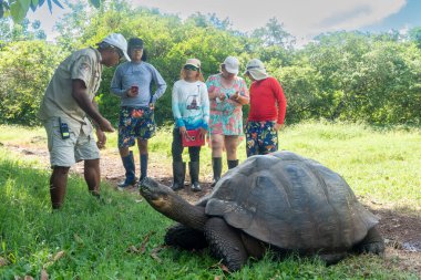 Galapagos Adaları, Ekvador - 15 Mart 2022: El Chato Galapagos Galapagos dev kaplumbağaların dolaştığı korunaklı bir yerdir..