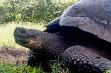 Galapagos Adaları, Ekvador - 15 Mart 2022: El Chato Galapagos Galapagos dev kaplumbağaların dolaştığı korunaklı bir yerdir..