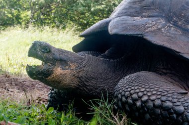 Galapagos Adaları, Ekvador - 15 Mart 2022: El Chato Galapagos Galapagos dev kaplumbağaların dolaştığı korunaklı bir yerdir..