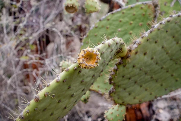 Close View Cactus Growing Galapagos Islands Ecuador — Foto Stock