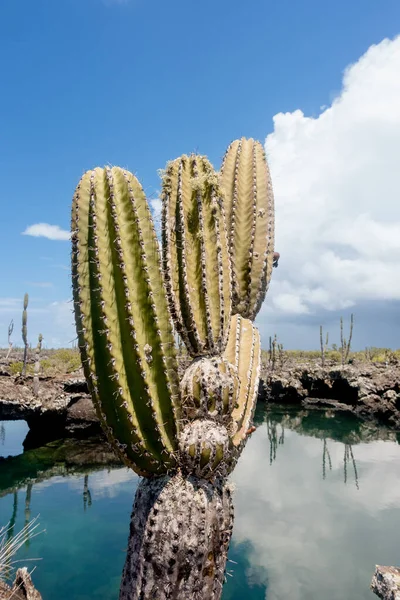 Beautiful View Succulents Green Vegetation Las Tintoreras Galapagos Islands Ecuador — Foto Stock